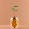 Balvi Seed grower Acorn vaas bruin