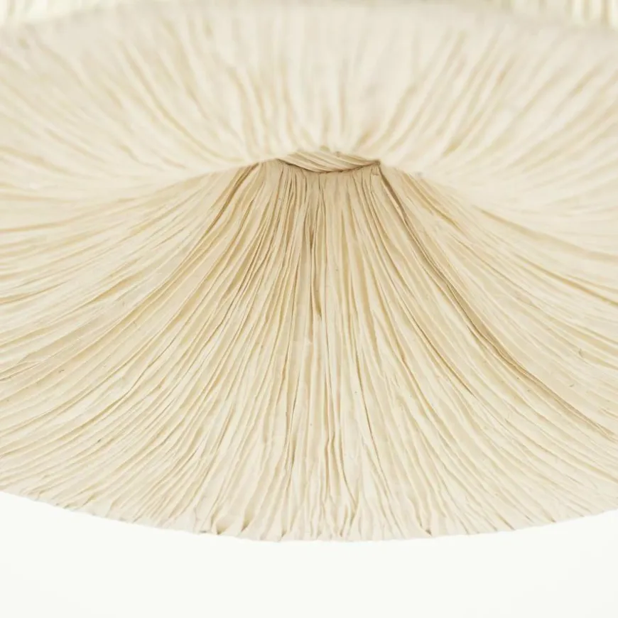 By Boo Hanglamp Lokta 1