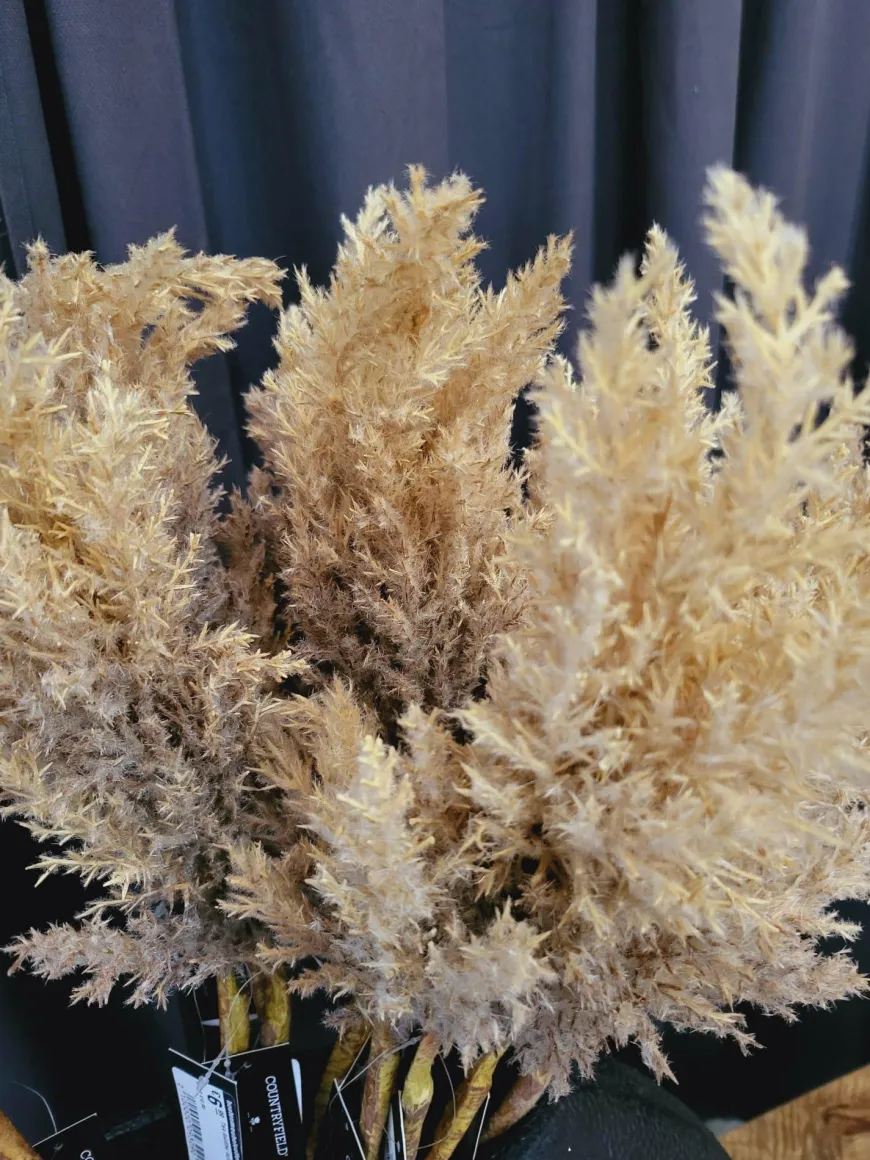 Countryfield Astilbe lichtbruin