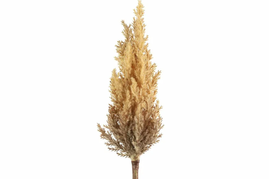 Countryfield Astilbe lichtbruin