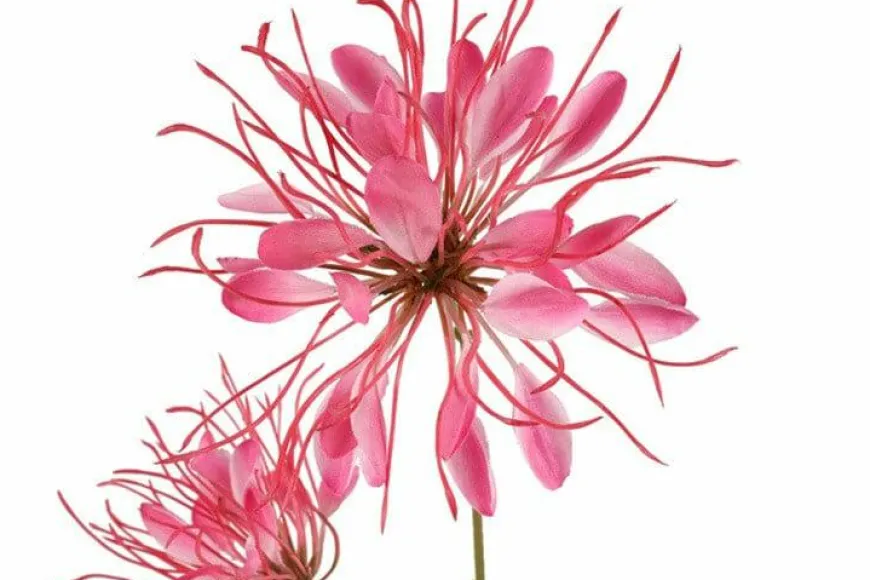 Countryfield Kunstbloem Lycoris donkerroze - L 12 x B 8 x H 94 CM