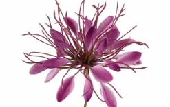 Countryfield Kunstbloem Lycoris paars - L 12 x B 8 x H 94 CM