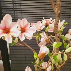 Countryfield Kunstplant Magnolia L roze / wit - 220 cm hoog
