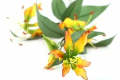 Countryfield Kunsttak Gloriosa goud