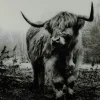 Countryfield Schilderij Schotse Hooglander Wild life L