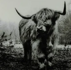 Countryfield Schilderij Schotse Hooglander Wild life L