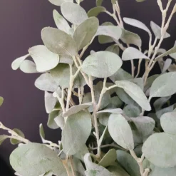 Countryfield Tak Eucalyptus groen 3