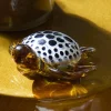 Light en Living Ornament 15,5x14,5x7 cm TURTLE glas amber+wit-zwart