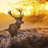 MondiArt Alu Art | Red Deer in Morning Sun