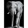 MondiArt Alu Brush | Olifant 120 x 180