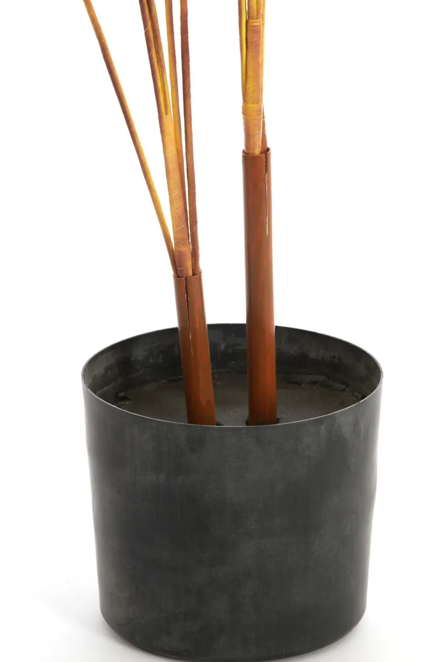 Parlane Ornament in pot STRELITZIA goud-bruin+zwart - Ø110 cm