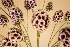 PTMD Kunsttak Garden Flower roze scabiosa