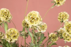 PTMD Kunsttak Groen Scabiosa