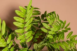 PTMD Kunsttak Leaves Plant green cassia leaves spray