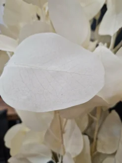 PTMD Kunsttak Leaves Plant eucalyptus creme