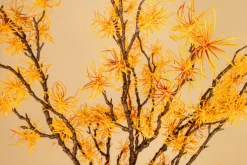PTMD KunsttakTwig Plant hamamelis geel - oranje