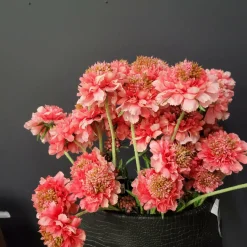 Pure Kunsttak Duifkruid 66 cm roze