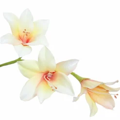 Pure Kunsttak zwaardlelie crème 95 cm