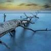 Wandkraft Art of Nature 041