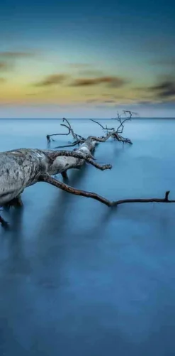 Wandkraft Art of Nature 041