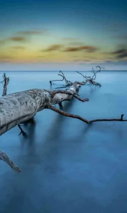 Wandkraft Art of Nature 041