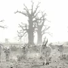 Wandkraft At the Farm 004