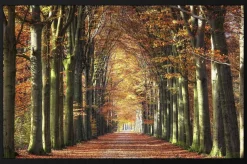 Wandkraft Autumn