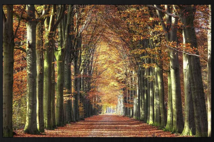 Wandkraft Autumn