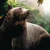 Wandkraft Bear