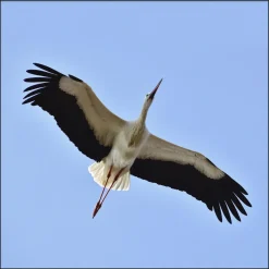 Wandkraft Bright Wings 021