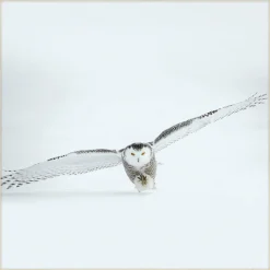 Wandkraft Bright Wings 008