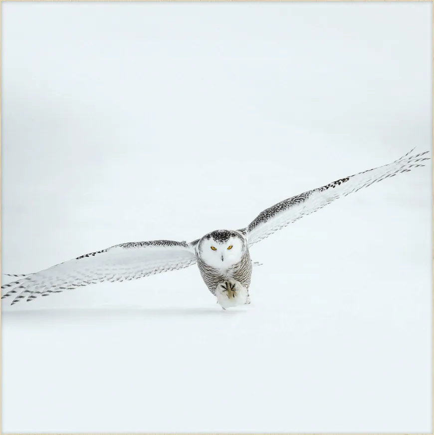 Wandkraft Bright Wings 008