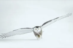 Wandkraft Bright Wings 008