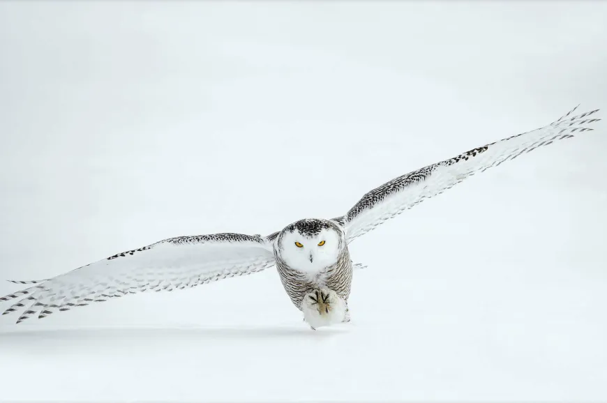Wandkraft Bright Wings 008