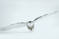 Wandkraft Bright Wings 008