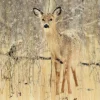 Wandkraft European Wildlife 007
