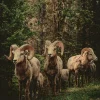 Wandkraft European Wildlife 003