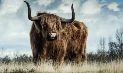Wandkraft European Wildlife 008