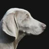Wandkraft Faces 011