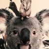 Wandkraft Koala and Meerkat
