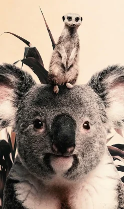 Wandkraft Koala and Meerkat