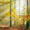 Wandkraft Sinfonia dela Foresta