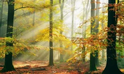 Wandkraft Sinfonia dela Foresta