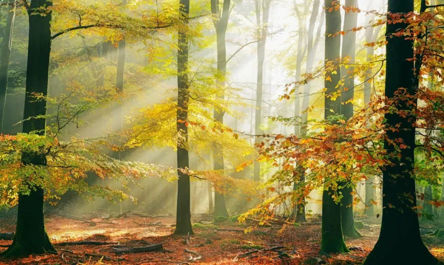 Wandkraft Sinfonia dela Foresta