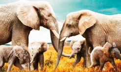Wandkraft The Elephant Family