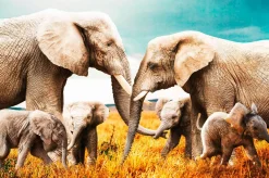 Wandkraft The Elephant Family
