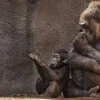 Wandkraft Wildlife 001