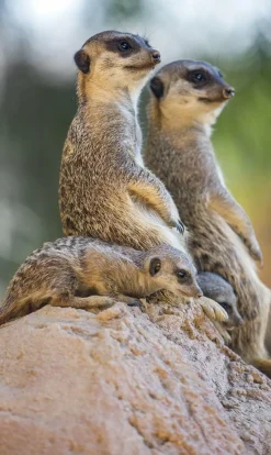 Wandkraft Wildlife 017