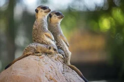 Wandkraft Wildlife 017