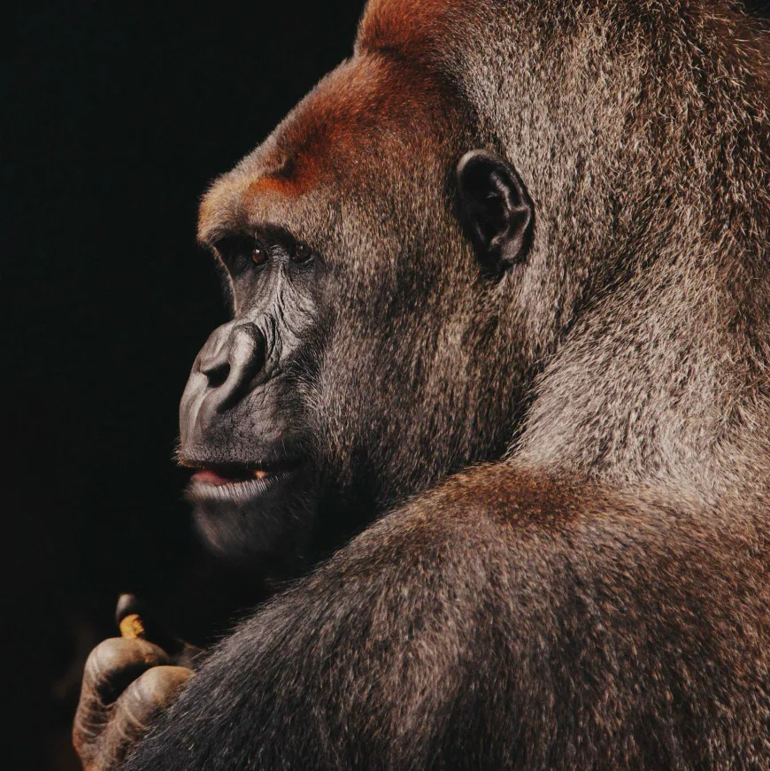 Wandkraft Wildlife 002